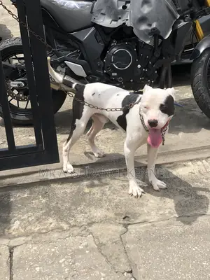 1+ year Male Purebred American Pit Bull Terrier