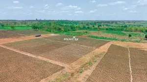 Make 18million Roi From This 9million 1hectare Investment in Palmoil