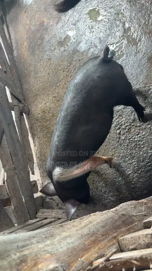 Pure Large White Pig