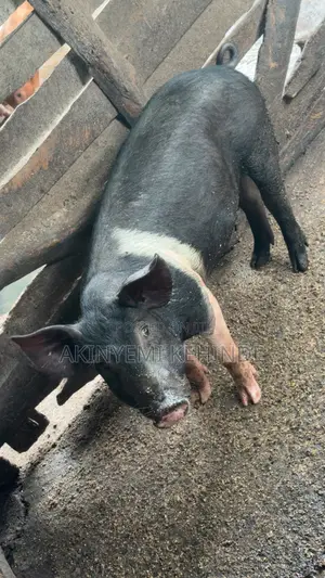 Pure Large White Pig