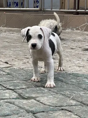 1-3 months Male Purebred American Bully