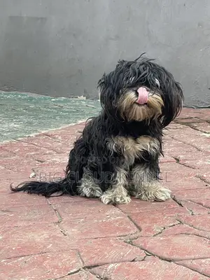 1+ year Male Purebred Lhasa Apso
