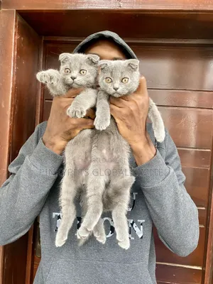 0-1 month Male Purebred Scottish Fold
