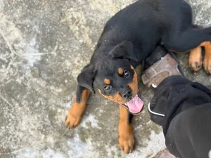 3-6 months Male Purebred Rottweiler