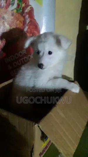 1-3 months Female Purebred American Eskimo