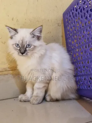 1-3 months Male Purebred Persian