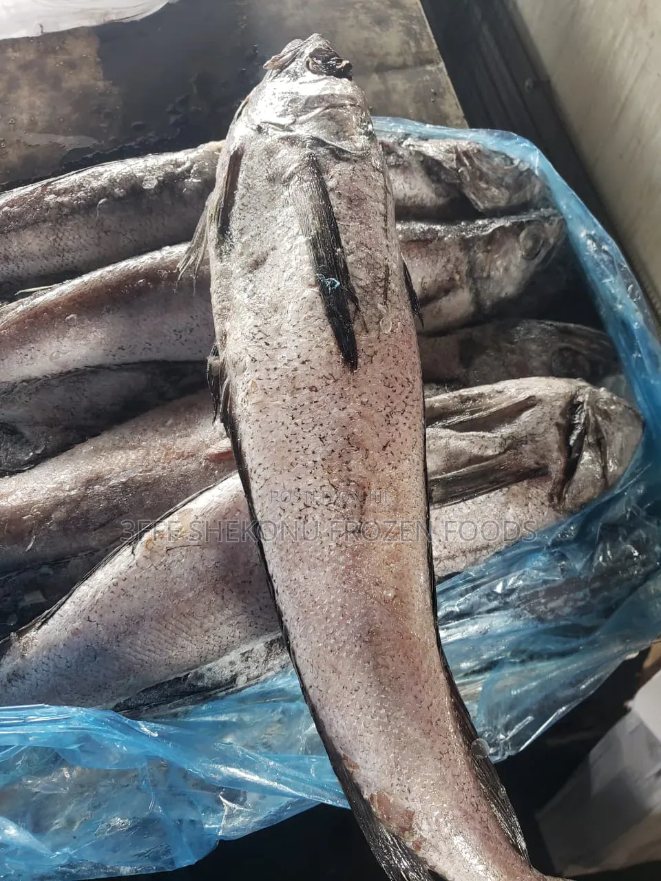 Panla Hake Fish