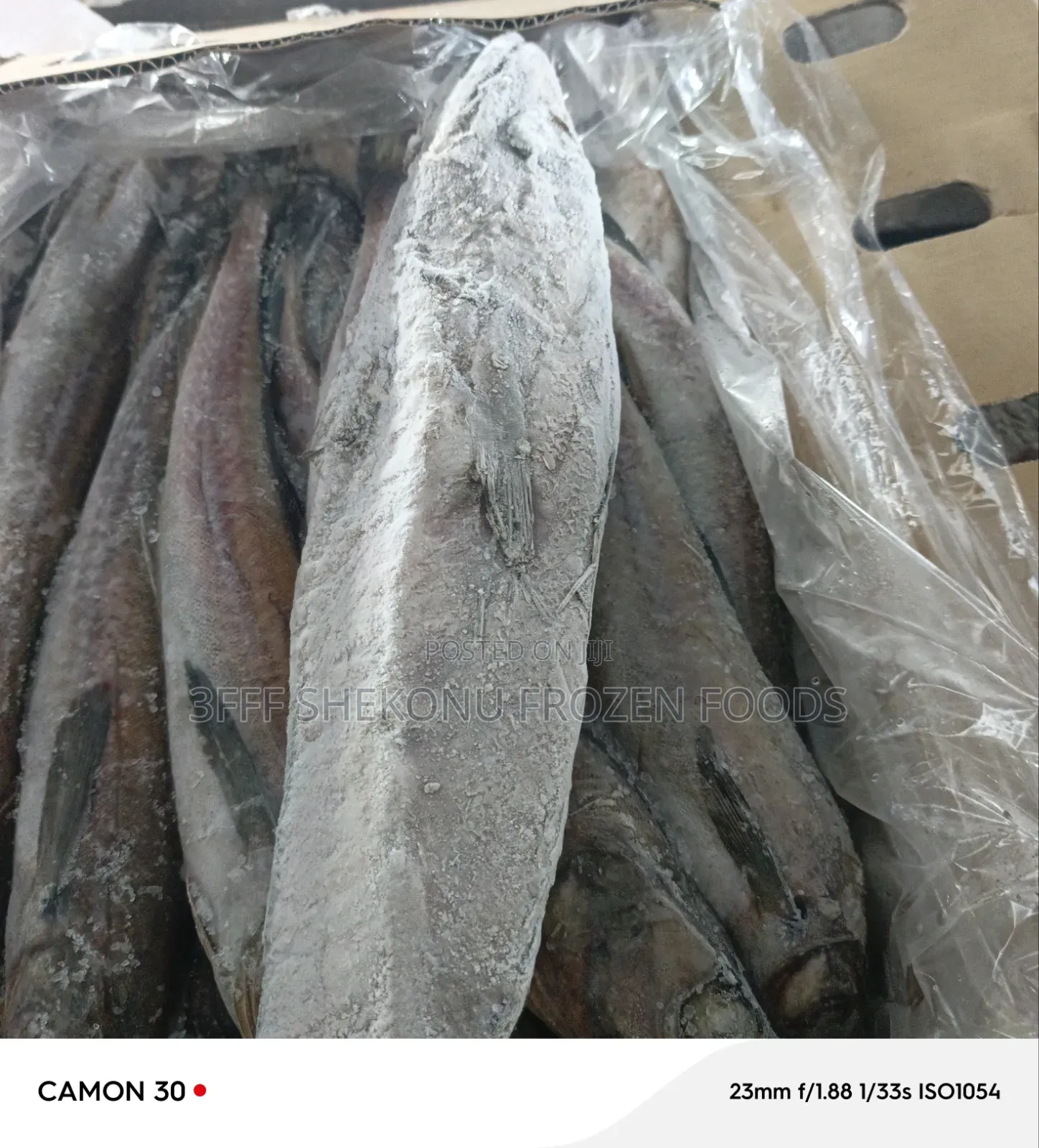 Panla Hake Fish