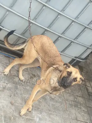 3-6 months Female Purebred German Shepherd