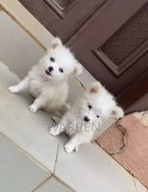 0-1 month Male Purebred American Eskimo