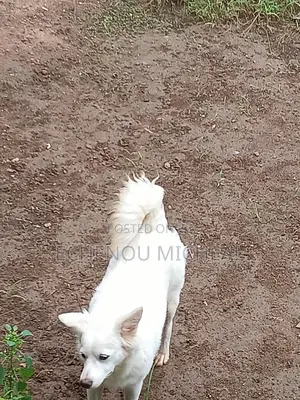 6-12 months Female Mixed Breed American Eskimo