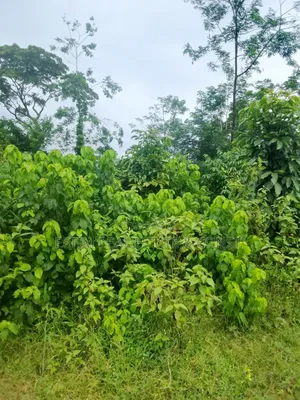 3 Plots of Land for Sale at Patako Village Off Omi Adio Ido Rd, Ido Ib