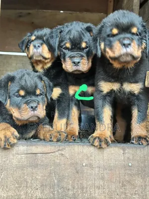 1-3 months Male Purebred Rottweiler