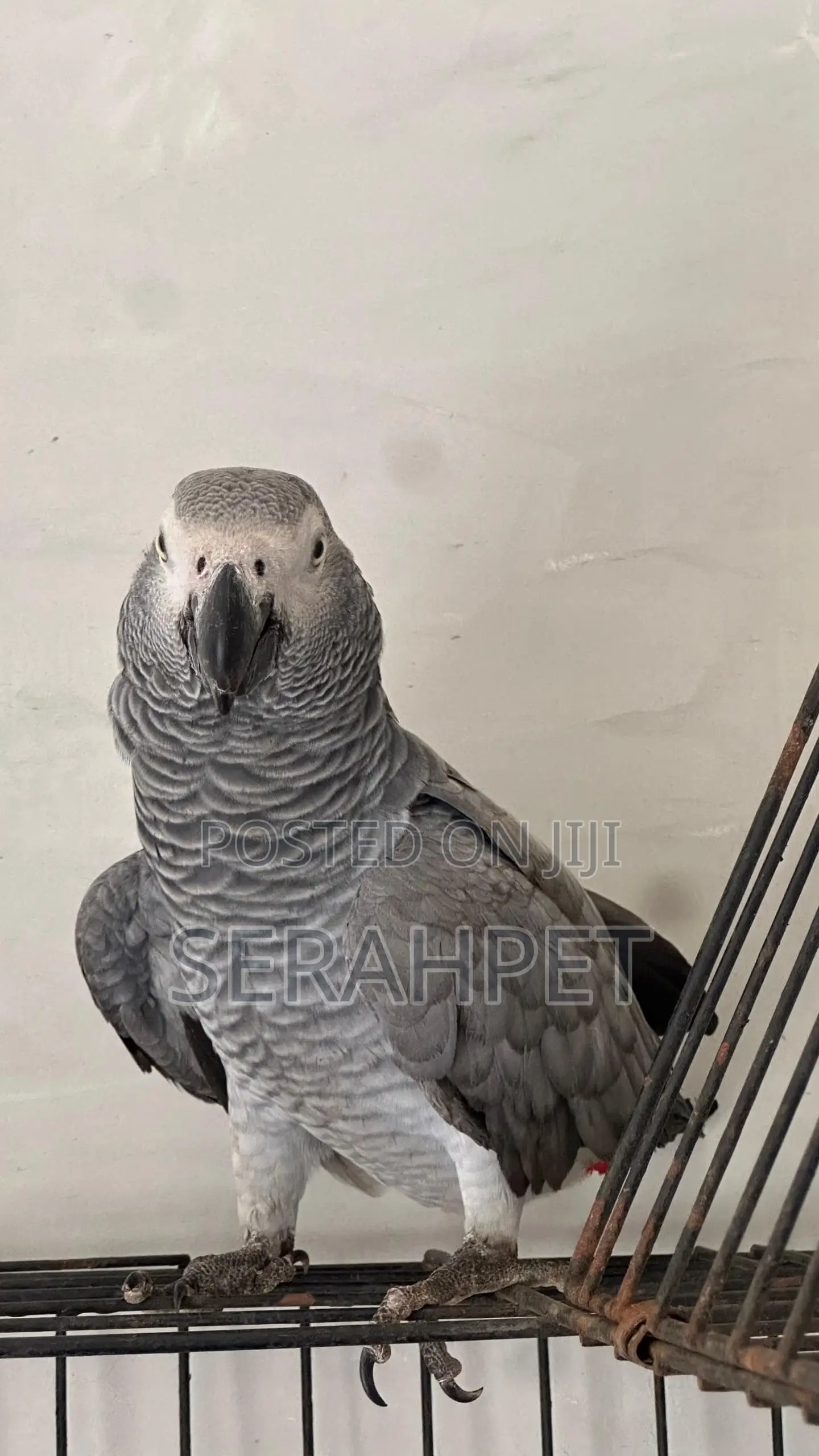 Friendly Birds for Sale