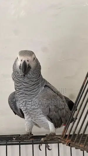 Friendly Birds for Sale