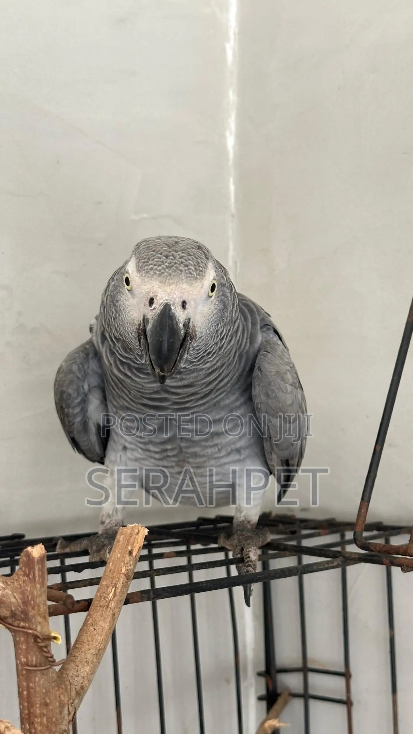 Friendly Birds for Sale