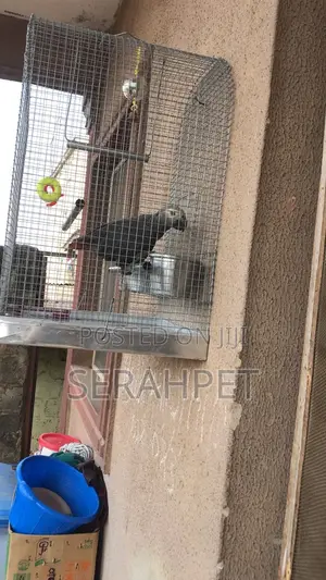African Grey Bird for Sale