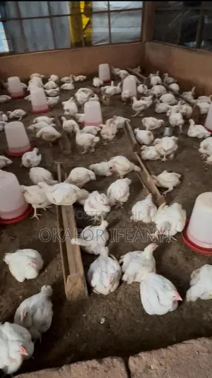 Fresh Chickens