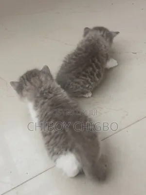 0-1 month Female Purebred Cat