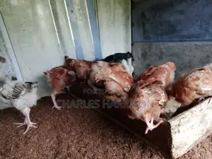 Unik Farms