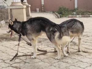 1+ year Male Purebred Siberian Husky