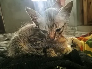 1-3 months Male Mixed Breed American Shorthair