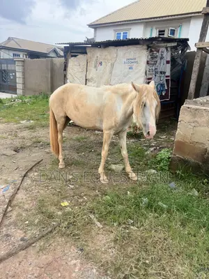 A Woman Horse for Sale