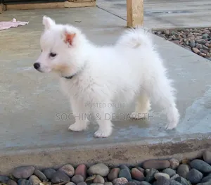 1-3 months Male Purebred American Eskimo