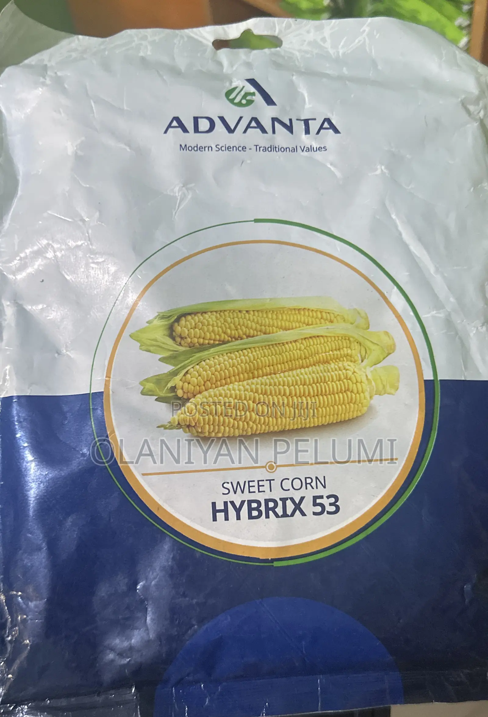Hybrix 53 Sweet Corn