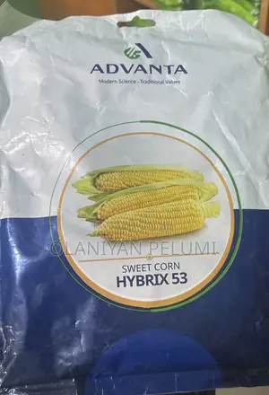 Hybrix 53 Sweet Corn