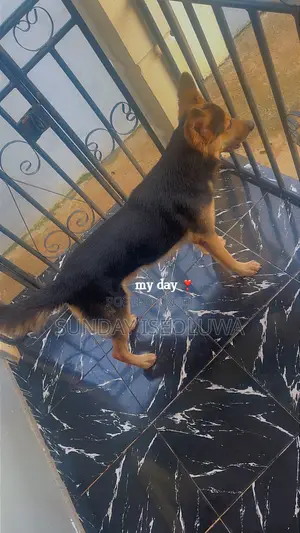 1+ year Male Purebred German Shepherd