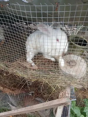 10 Mature Rabbits Left for Sale. Available to Waybill to Akure
