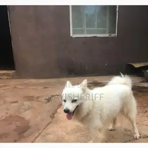 6-12 months Male Purebred American Eskimo