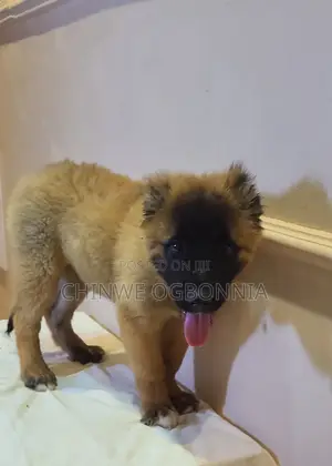 3-6 months Female Purebred Caucasian Shepherd
