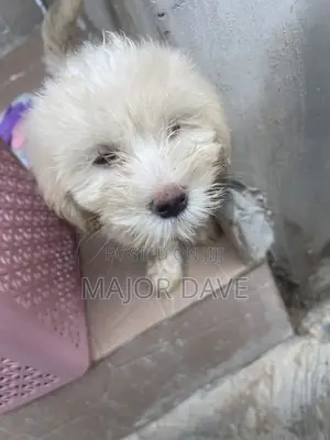 1-3 months Male Mixed Breed Lhasa Apso