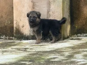0-1 month Male Purebred German Shepherd