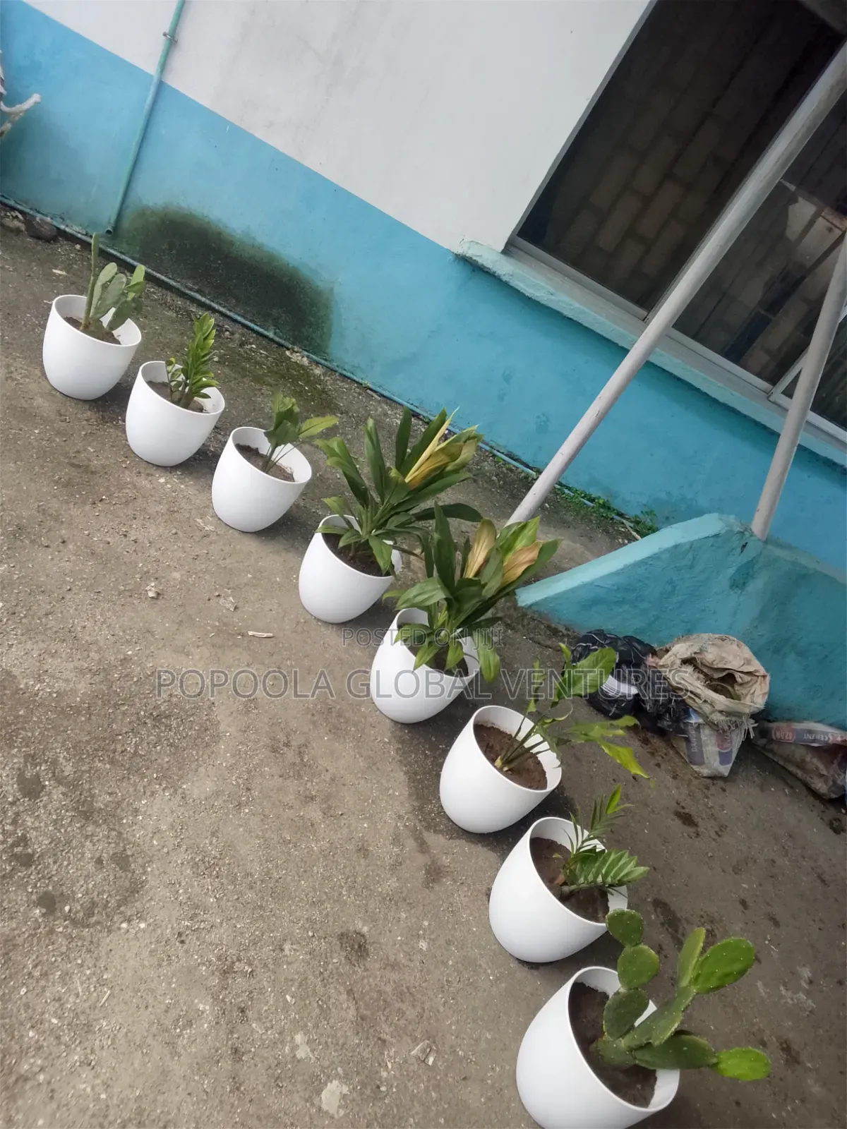 Flower Pots and Flowers