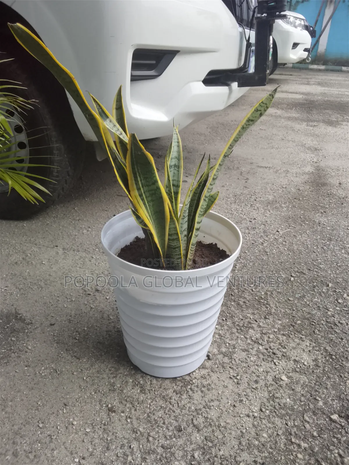 Flower Pots and Flowers