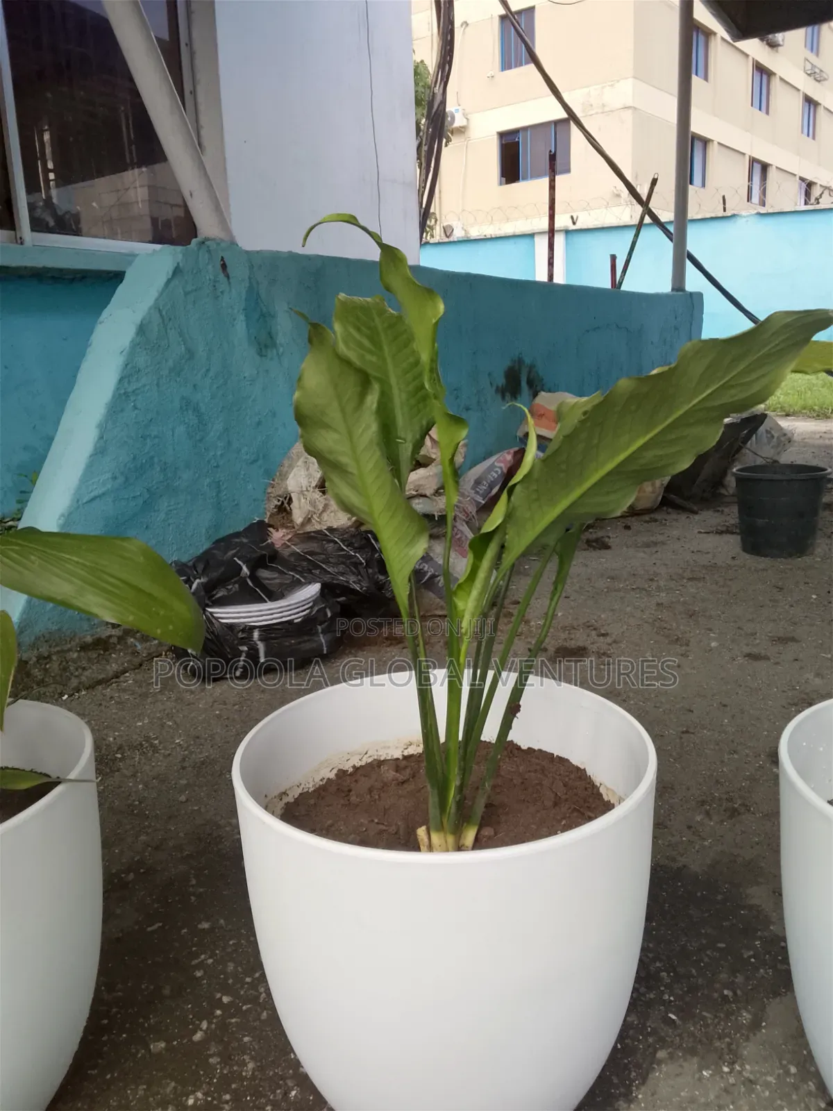 Flower Pots and Flowers