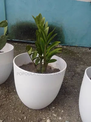 Flower Pots and Flowers
