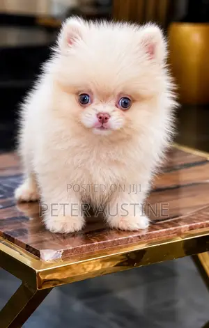 1-3 months Male Purebred Pomeranian