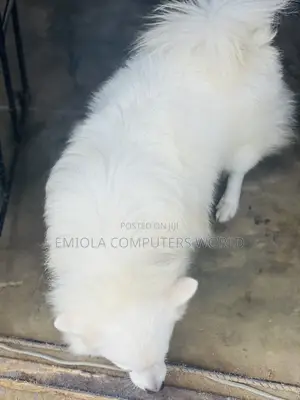 1+ year Female Purebred American Eskimo