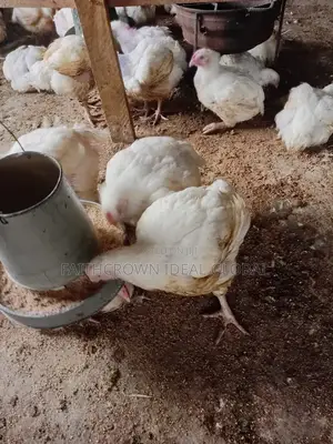 Live and Frozen Broiler Chicken
