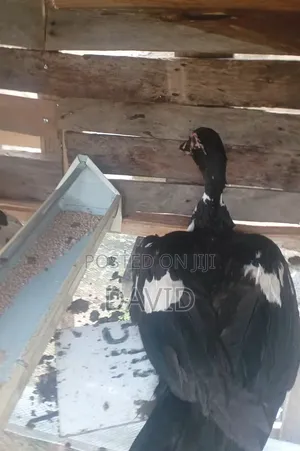 Male And Female Duck Both Sales Together