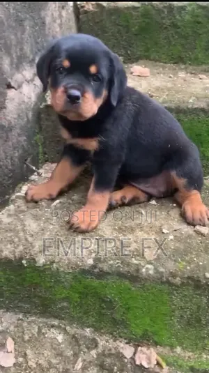 1-3 months Female Purebred Rottweiler