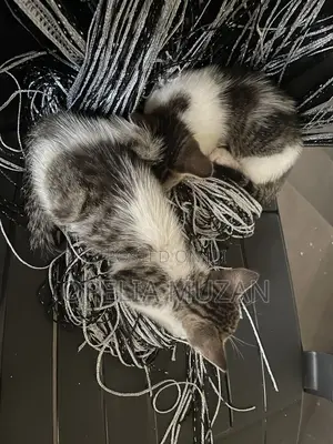1-3 months Female Mixed Breed Tabby