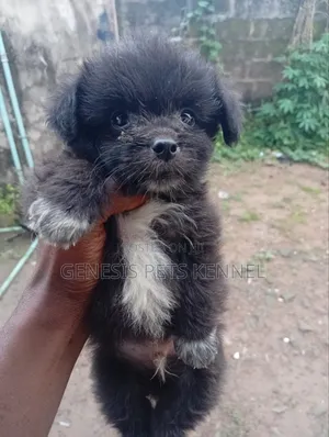 1-3 months Male Purebred Lhasa Apso