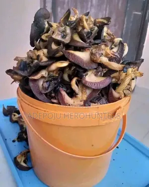 Snails (White Meat)
