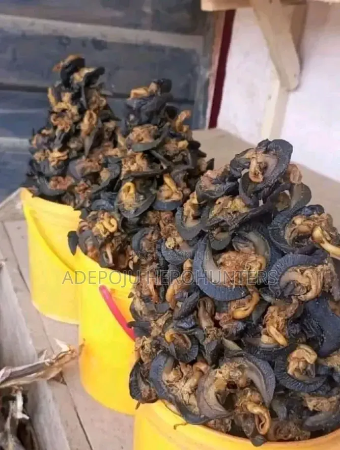 Snails (White Meat)