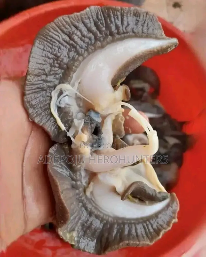 Snails (White Meat)